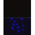 Rabbit IgG Isotype Control (100 μl)