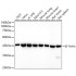HRP β-Actin Mouse mAb (100 μl)