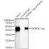 Magnetic Beads Rabbit IgG Isotype Control (100 μl)