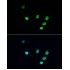 ABflo® 488 Donkey anti-Rabbit IgG (H+L) (100 μl)