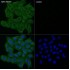 ABflo® 488 Goat anti-Mouse IgG (H+L) (100 μl)