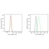 ABflo® 405 Goat anti-Mouse IgG (H+L) (200 μl)