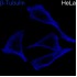 ABflo® 405 Goat anti-Rabbit IgG (H+L) (100 μl)