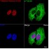 ABflo® 488 Goat anti-Mouse IgG (H+L) (100 μl)