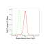 KD-Validated Rab9 Rabbit mAb (20 μl)