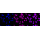 KD-Validated Rab9 Rabbit mAb (20 μl)