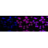 KD-Validated Rab9 Rabbit mAb (20 μl)