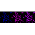 KD-Validated PARK7 Rabbit mAb (20 μl)