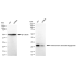 KD-Validated PARK7 Rabbit mAb (20 μl)
