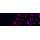 KD-Validated MAP1LC3A Rabbit mAb (20 μl)