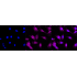 KD-Validated MAP1LC3A Rabbit mAb (20 μl)