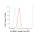 KD-Validated EIF4EBP1 Rabbit mAb (20 μl)