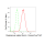 KD-Validated DIAPH1 Rabbit mAb (20 μl)
