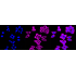 KD-Validated DIAPH1 Rabbit mAb (20 μl)