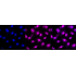 KD-Validated MCM6 Rabbit mAb (20 μl)