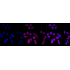 KD-Validated NUP155 Rabbit mAb (20 μl)