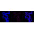 KD-Validated IQGAP2 Rabbit mAb (20 μl)