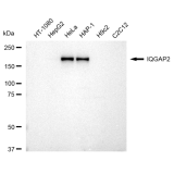KD-Validated IQGAP2 Rabbit mAb (20 μl)