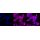 KD-Validated Bcl10 Rabbit mAb (20 μl)
