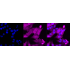 KD-Validated Bcl10 Rabbit mAb (20 μl)