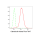 KD-Validated CRT Rabbit mAb (20 μl)
