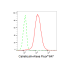 KD-Validated CRT Rabbit mAb (20 μl)