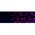 KD-Validated CRT Rabbit mAb (20 μl)