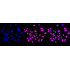 KD-Validated HDAC9 Rabbit mAb (20 μl)