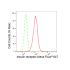 KD-Validated INSR Rabbit mAb (20 μl)