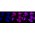 KD-Validated MERTK Rabbit mAb (20 μl)