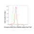 KD-Validated Phospho-PRKDC (S2056) Rabbit mAb (20 μl)