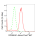 KD-Validated RPS6KA1 Rabbit mAb (20 μl)