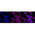 KD-Validated RPS6KA1 Rabbit mAb (20 μl)