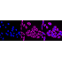 KD-Validated NEK2 Rabbit mAb (20 μl)