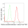 KD-Validated HAT1 Rabbit mAb (20 μl)