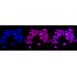 KD-Validated HAT1 Rabbit mAb (20 μl)