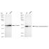 KD-Validated HAT1 Rabbit mAb (20 μl)