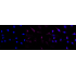 KD-Validated TAX1BP1 Rabbit mAb (20 μl)