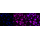KD-Validated GAL3 Rabbit mAb (20 μl)