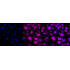 KD-Validated GAL3 Rabbit mAb (20 μl)