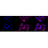 KD-Validated NDUFS3 Rabbit mAb (20 μl)