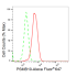 KD-Validated PSMB10 Rabbit mAb (20 μl)