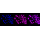 KD-Validated RAC3 Rabbit mAb (20 μl)