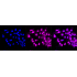 KD-Validated RAC3 Rabbit mAb (20 μl)