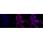 KD-Validated NME1 Rabbit mAb (20 μl)