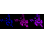 KD-Validated SDCBP Rabbit mAb (20 μl)