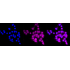 KD-Validated SDCBP Rabbit mAb (20 μl)