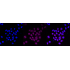 KD-Validated NME1 Rabbit mAb (20 μl)