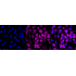 KD-Validated ITGAV Rabbit mAb (20 μl)