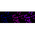 KD-Validated JAK1 Rabbit mAb (20 μl)